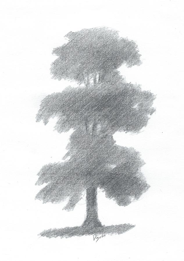 633x900 elm tree drawing number one painting - Number One Drawing