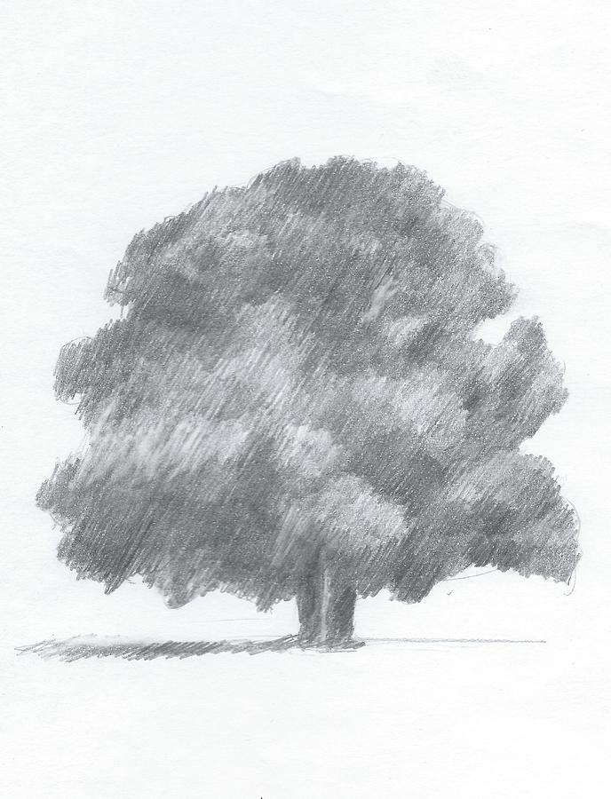 688x900 oak tree drawing number one painting - Number One Drawing