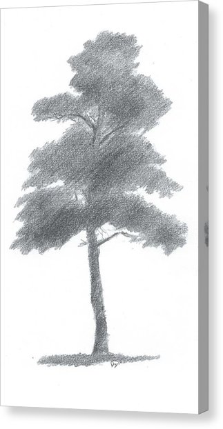 323x622 pine tree drawing number one painting - Number One Drawing