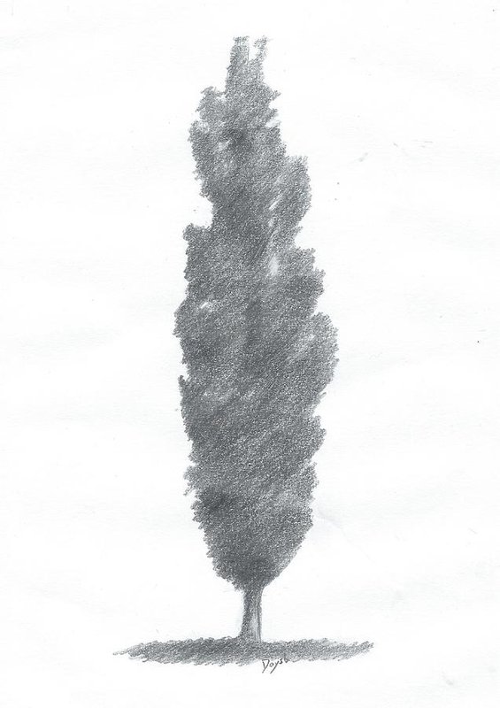 565x800 poplar drawing number one art print - Number One Drawing