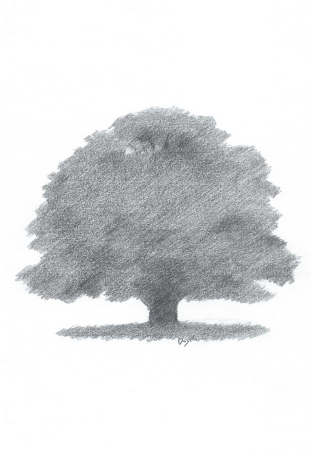 615x900 Oak Tree Drawing Number Three Painting - Number Three Drawing