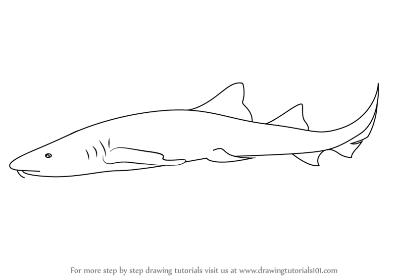 800x566 learn how to draw a nurse shark - Nurse Drawing