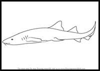 200x142 How To Draw Cartoon Sharks Realistic Sharks Drawing Tutorials - Nurse Shark Drawing