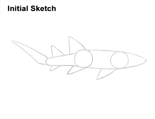 500x386 How To Draw A Nurse Shark Video Step - Nurse Shark Drawing