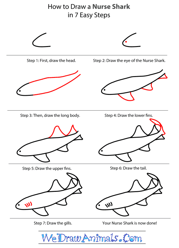 600x834 How To Draw A Nurse Shark - Nurse Shark Drawing