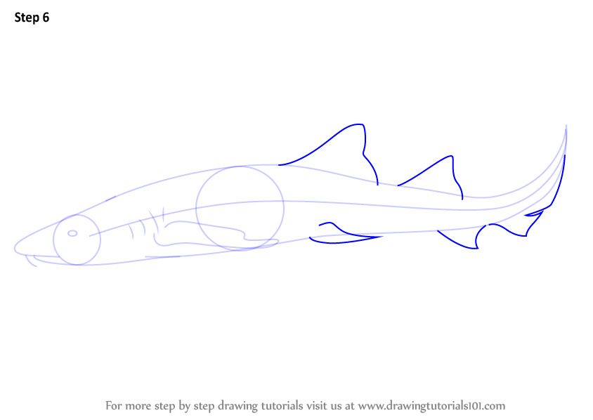 844x598 Learn How To Draw A Nurse Shark - Nurse Shark Drawing