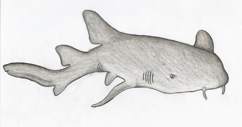 1024x538 nurse shark drawing for a marine biology class project - Nurse Shark Drawing