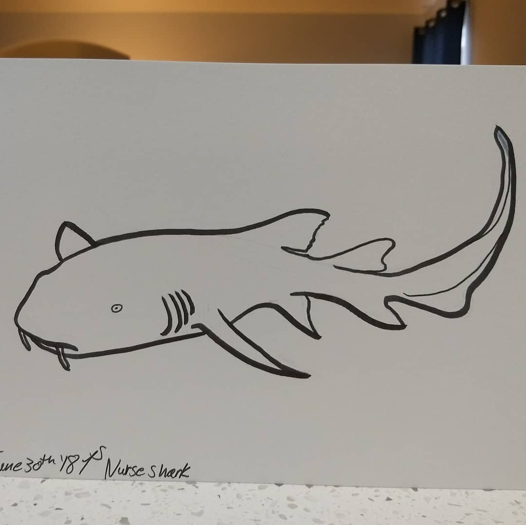 Nurse Shark Drawing at Explore collection of Nurse