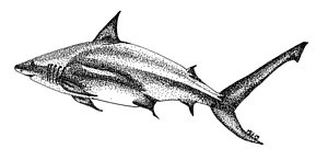 300x146 Nurse Shark Drawings - Nurse Shark Drawing