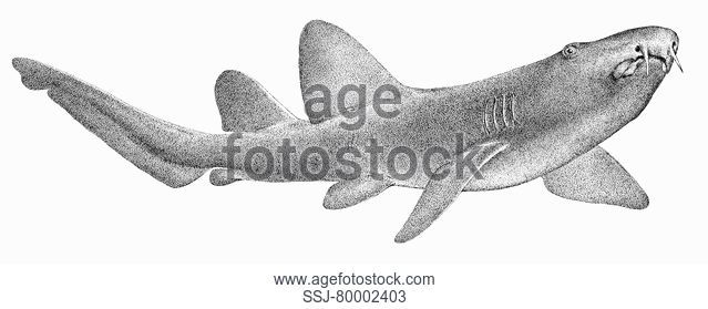 639x279 Atlantic Nurse Shark Ginglymostoma Cirratum Stock Photos - Nurse Shark Drawing