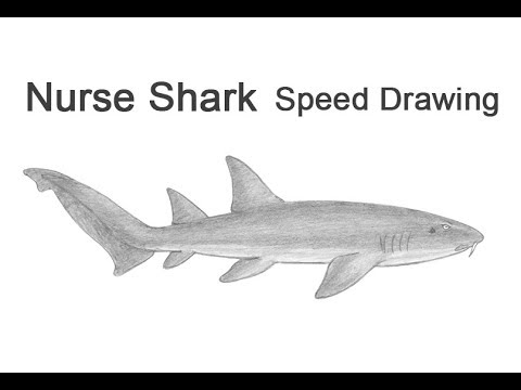 480x360 nurse shark time lapse speed drawing - Nurse Shark Drawing