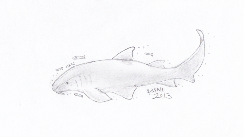 853x480 Nurse Shark Slow And Steady Art - Nurse Shark Drawing