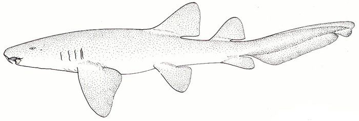 700x236 pics for gt nurse shark drawing body art shark drawing, nurse - Nurse Shark Drawing