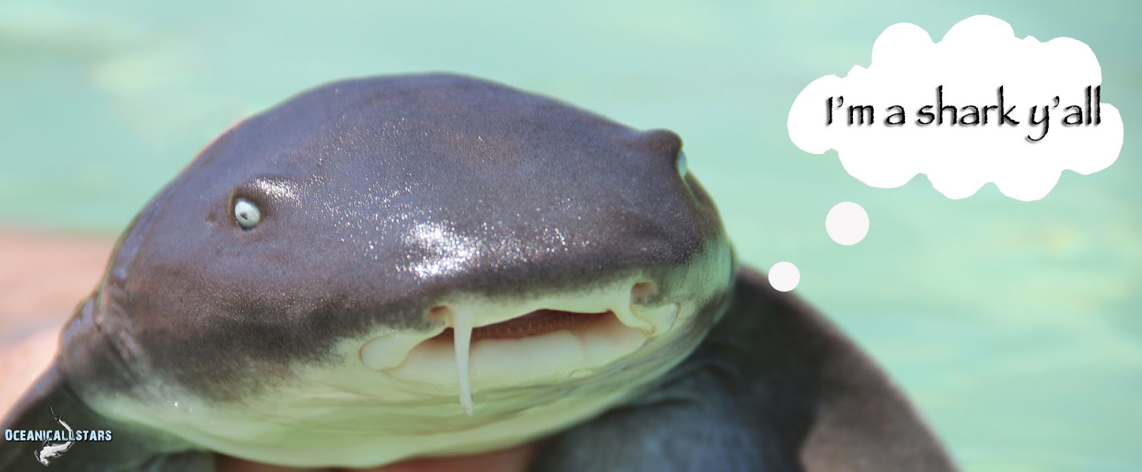 1600x662 the adventures of shark girl i'm a shark y'all - Nurse Shark Drawing