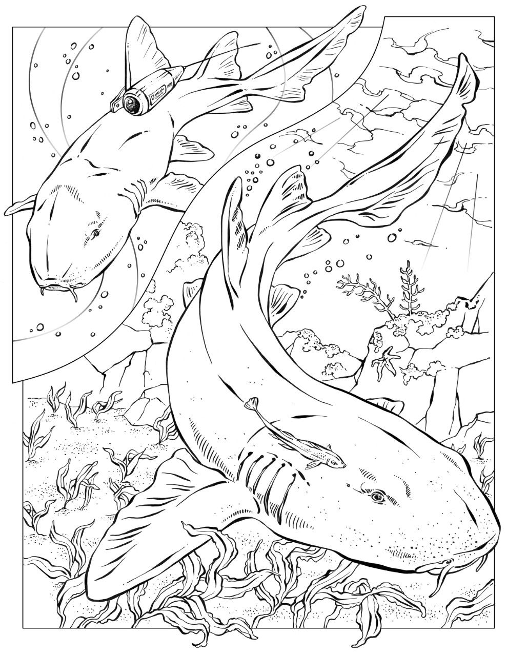 989x1280 Coloring Book Animals - Nurse Shark Drawing