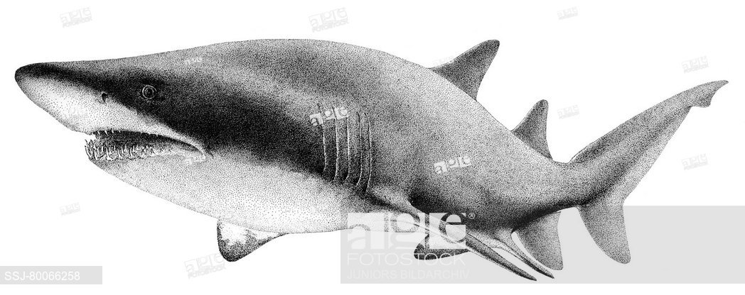 1048x416 deu, sand tiger shark, grey nurse shark - Nurse Shark Drawing