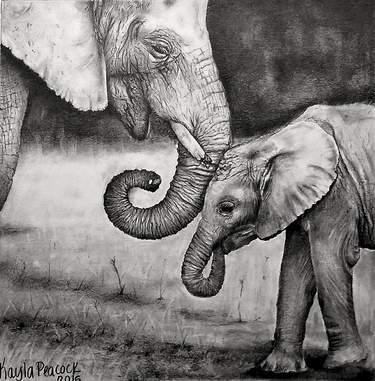 752x763 Nurture Drawing - Nurture Drawing