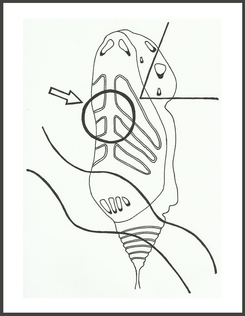 796x1024 the world's most recently posted photos of chrysalis and drawing - Nurture Drawing