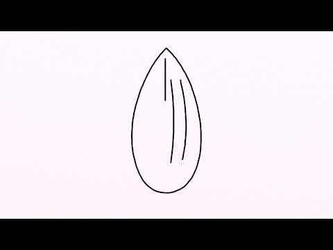 480x360 How To Draw Nut Easy Drawing For Kids Step - Nut Drawing