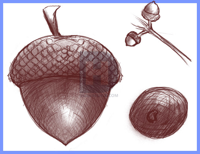 638x492 How To Draw An Acorn, Oak Nut, Step - Nut Drawing