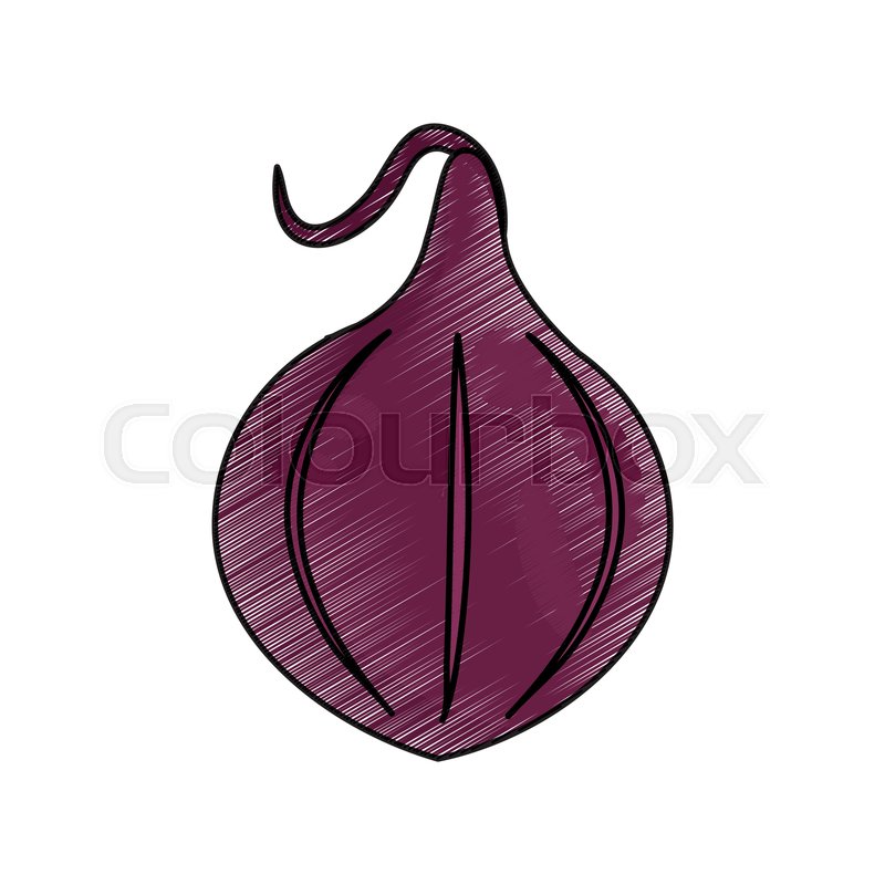 800x800 drawing onion food nutrition vector stock vector colourbox - Nutrition Drawing