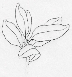 250x268 Botanical Illustration Tutorial - O Drawing