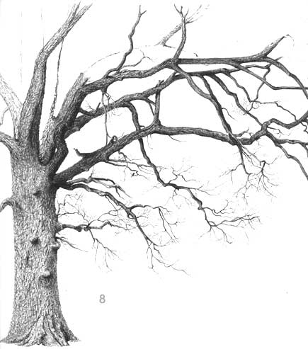 435x493 learn how to draw a deciduous oak tree, free landscape art lesson - Oak Drawings