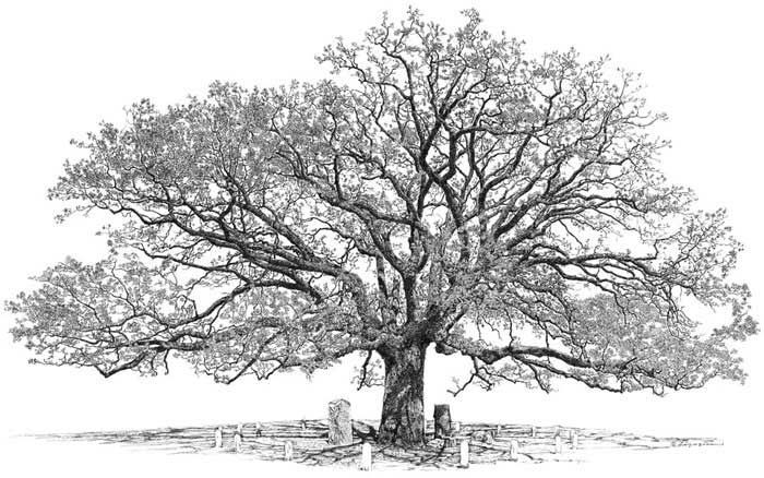 700x438 coloring color samples oak tree - Oak Drawings