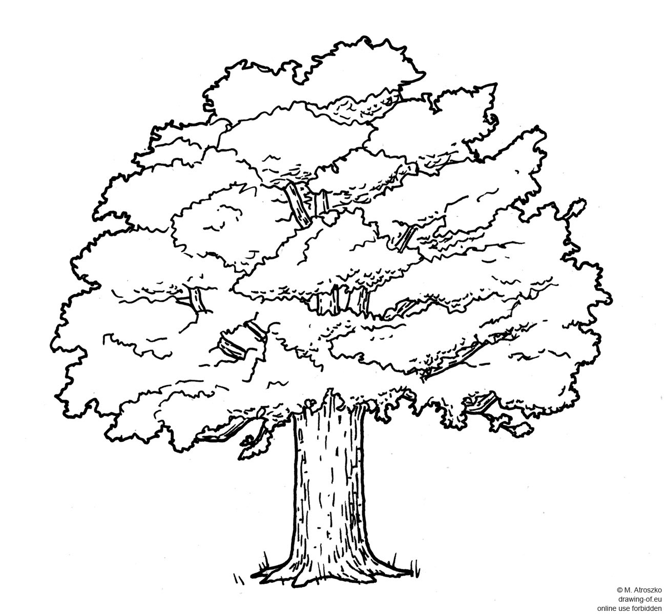 1300x1202 drawing of oak tree drawing of eu - Oak Drawings