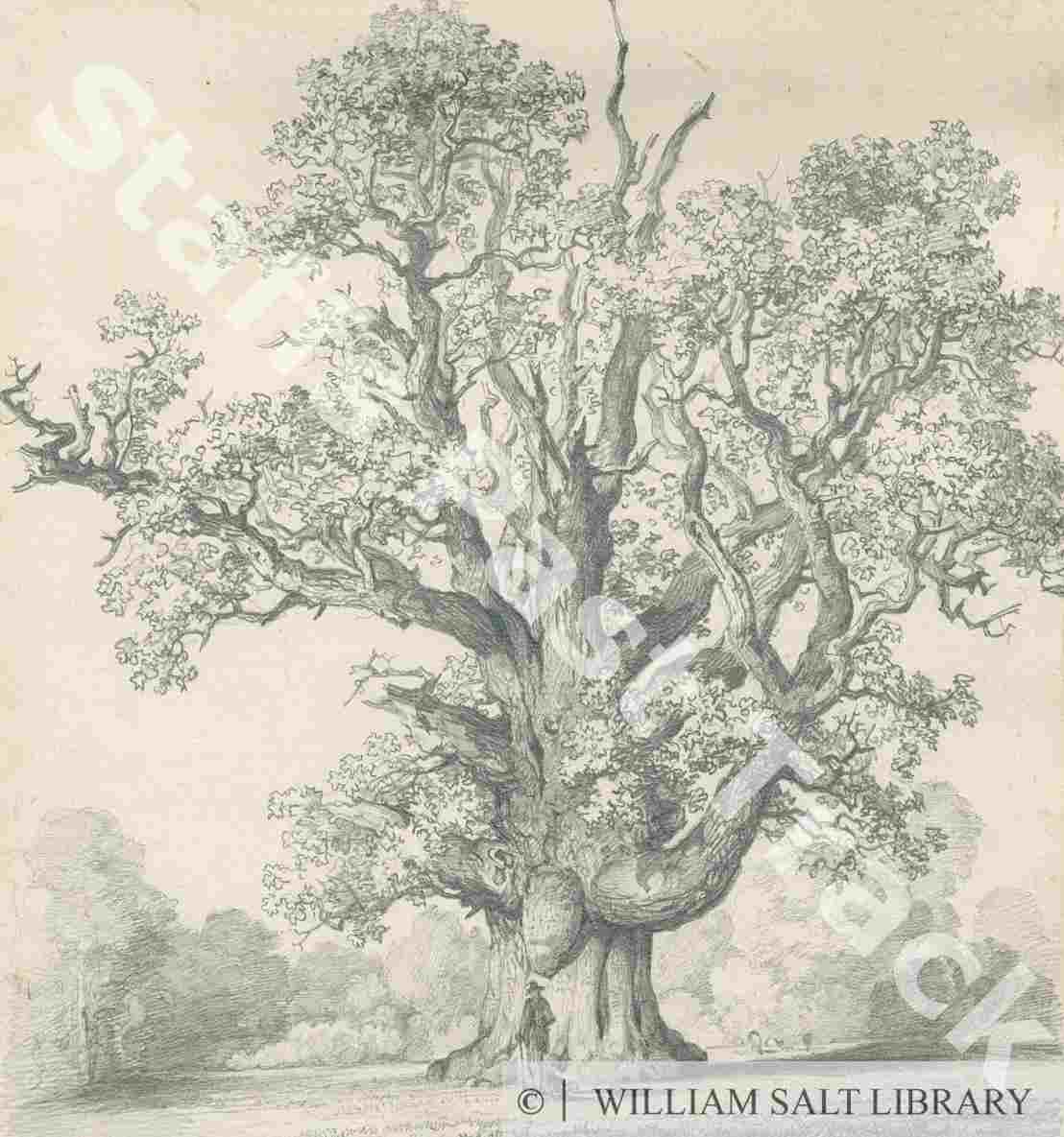 1108x1185 odd trees drawings pencil tree oak tree pencil drawing drawing dr - Oak Drawings