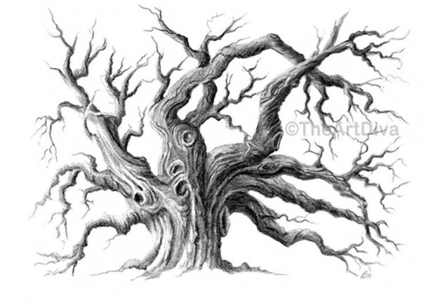 600x428 dead oak tree drawing - Oak Drawings