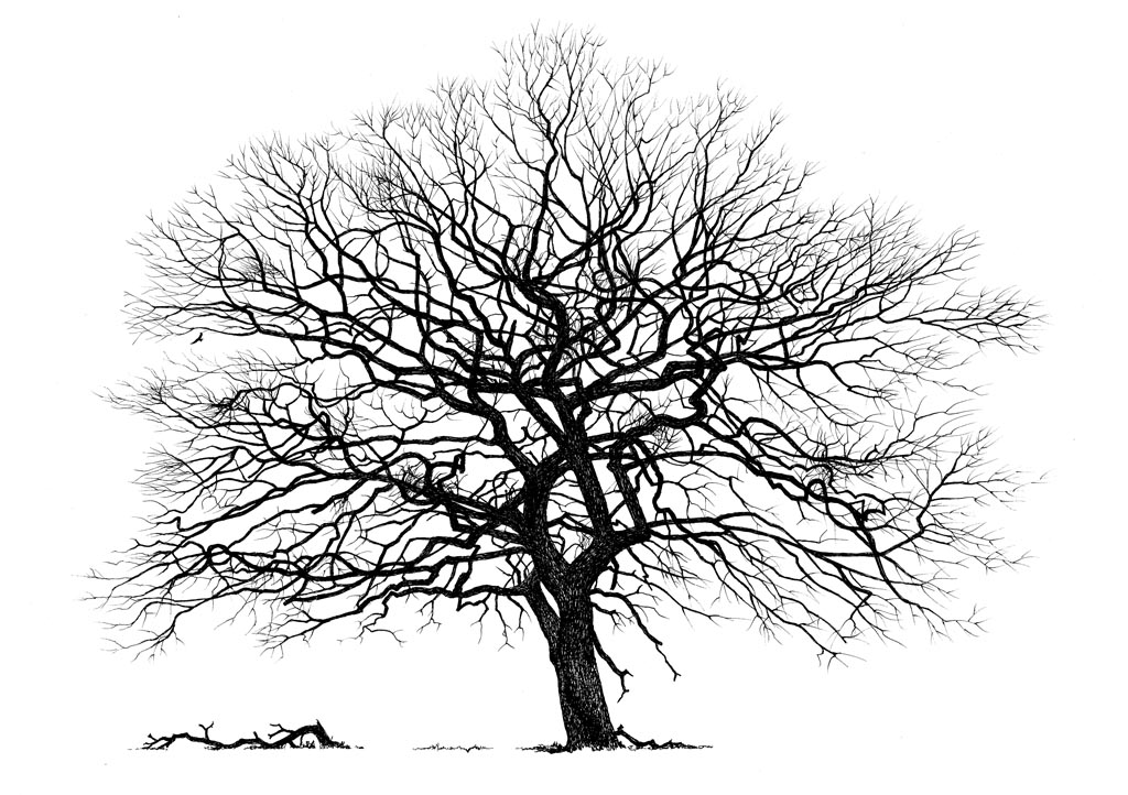 1024x722 Drawings Gallery - Oak Drawings