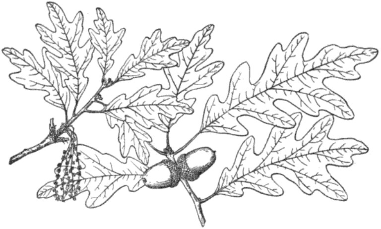 768x462 leaf drawing oak tree for free download - Oak Leaf Drawing