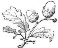 200x167 huge collection of 'oak leaf line drawing' download more than - Oak Leaf Drawing