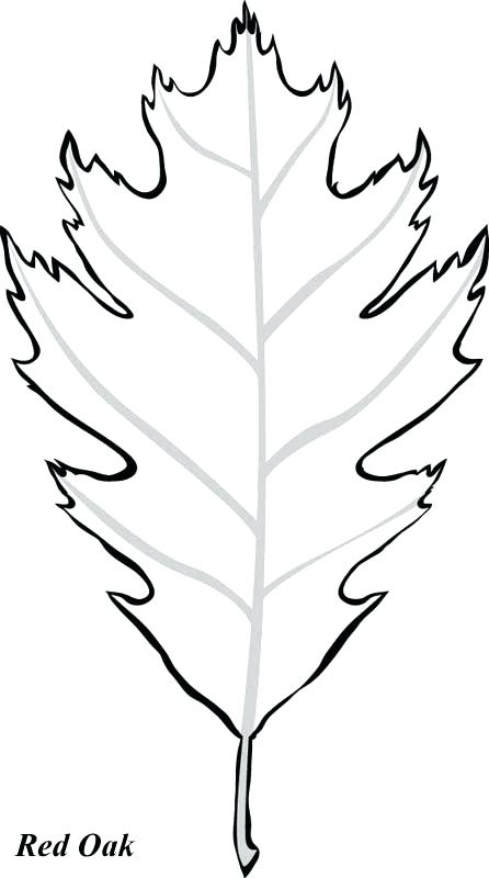 446x800 Leaf Template Pictures Leaves Coloring Pages Printable - Oak Leaf Drawing