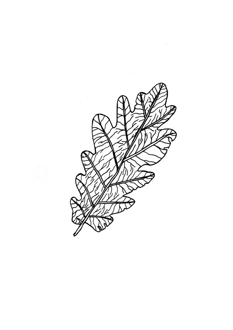 794x1123 oak leaf print autumn decorations black white etsy - Oak Leaf Drawing