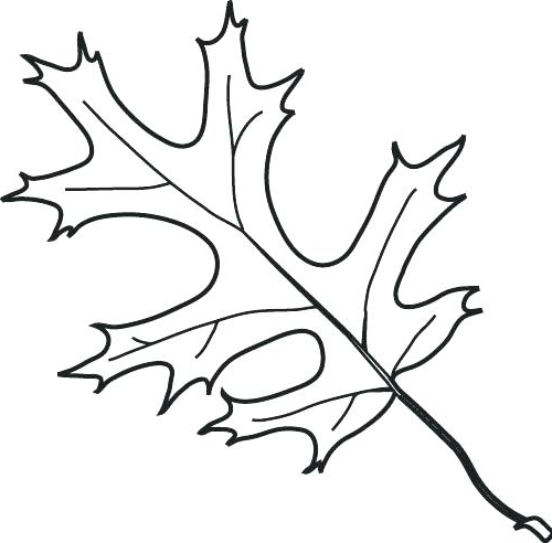500x492 oak leaf coloring - Oak Leaf Drawing