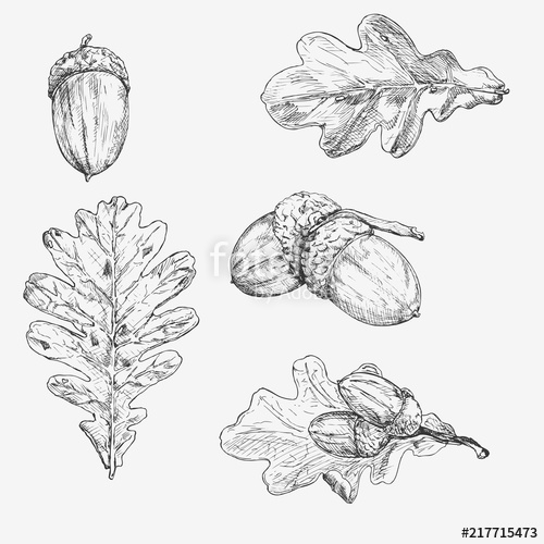 500x500 oak leaf and acorn hand drawn illustration description each - Oak Leaf Drawing