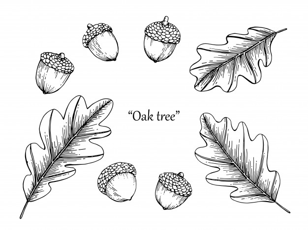 626x469 oak leaf drawing illustration - Oak Leaf Drawing