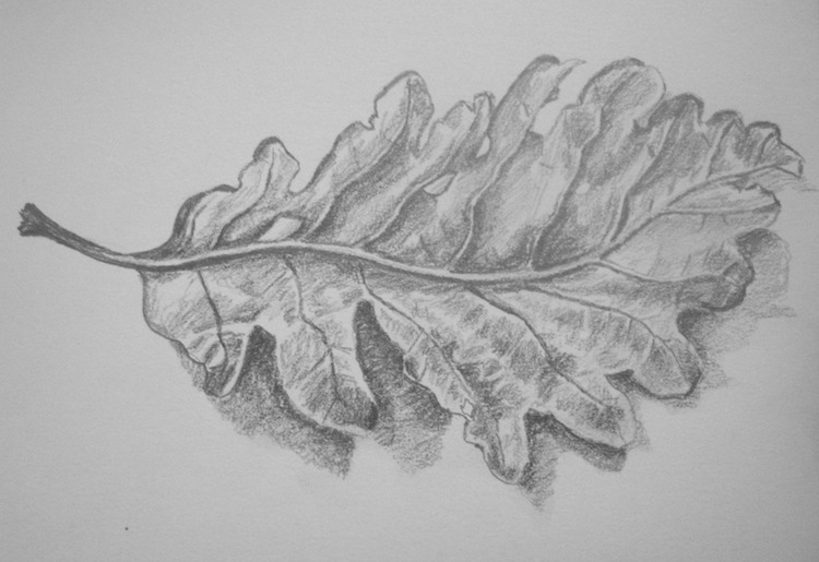 750x515 oak leaf thepaintingmohon - Oak Leaf Drawing