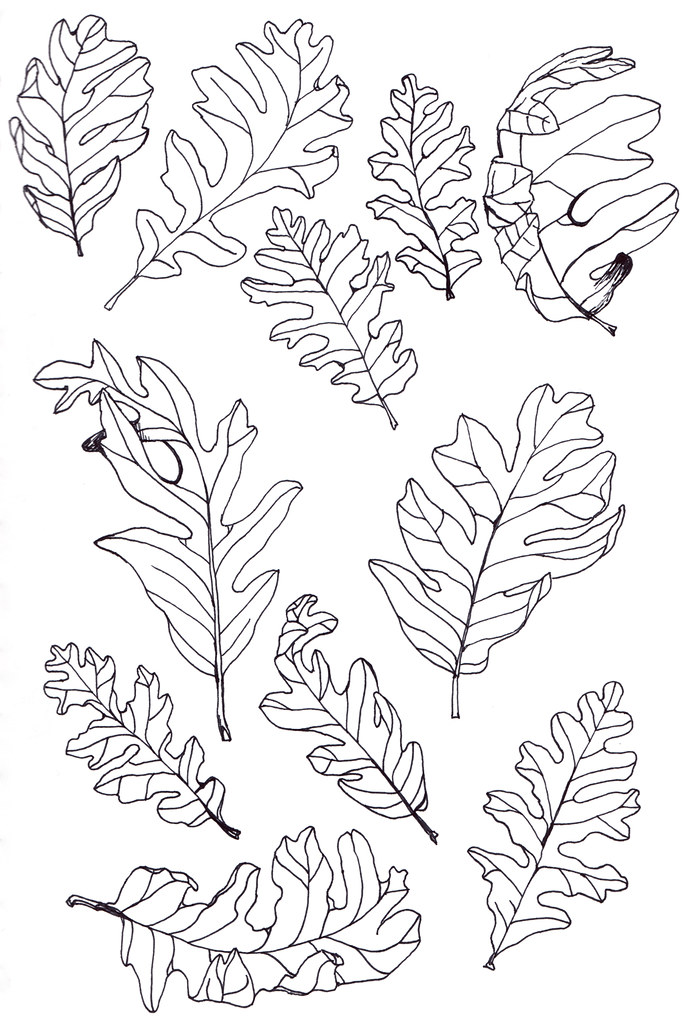 691x1023 Oak Leaves Line Drawings - Oak Leaf Drawing