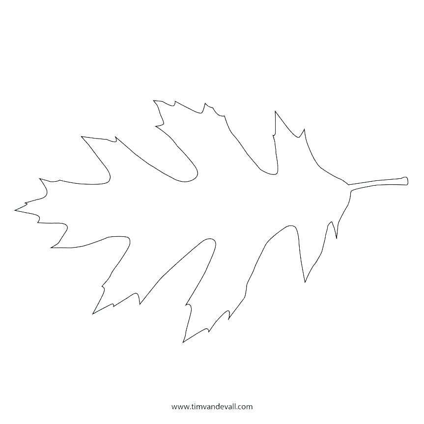 Oak Leaf Drawing Template at Explore collection of