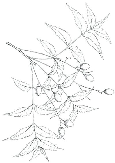 399x562 new the tree a for solving global problems oak leaf templates - Oak Leaf Drawing Template