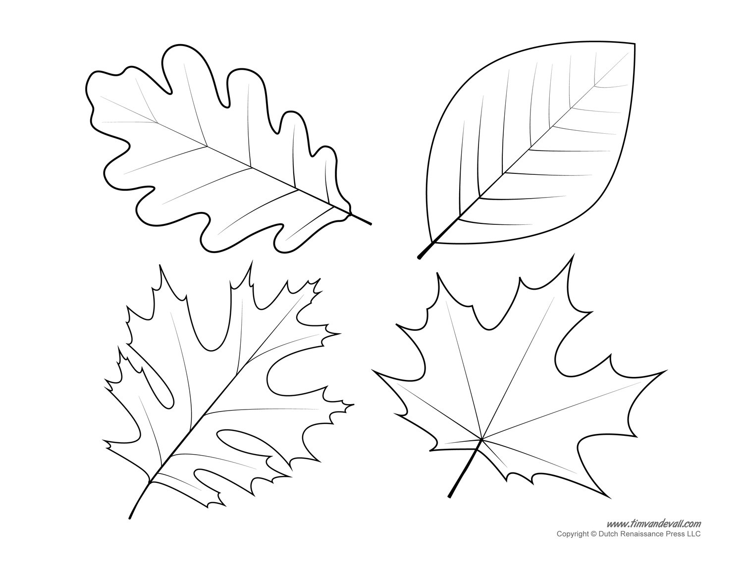 oak-leaf-drawing-template-at-paintingvalley-explore-collection-of