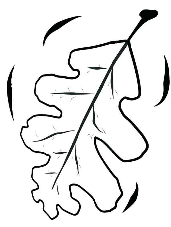 600x799 sycamore leaves template oak leaf coloring - Oak Leaf Drawing Template