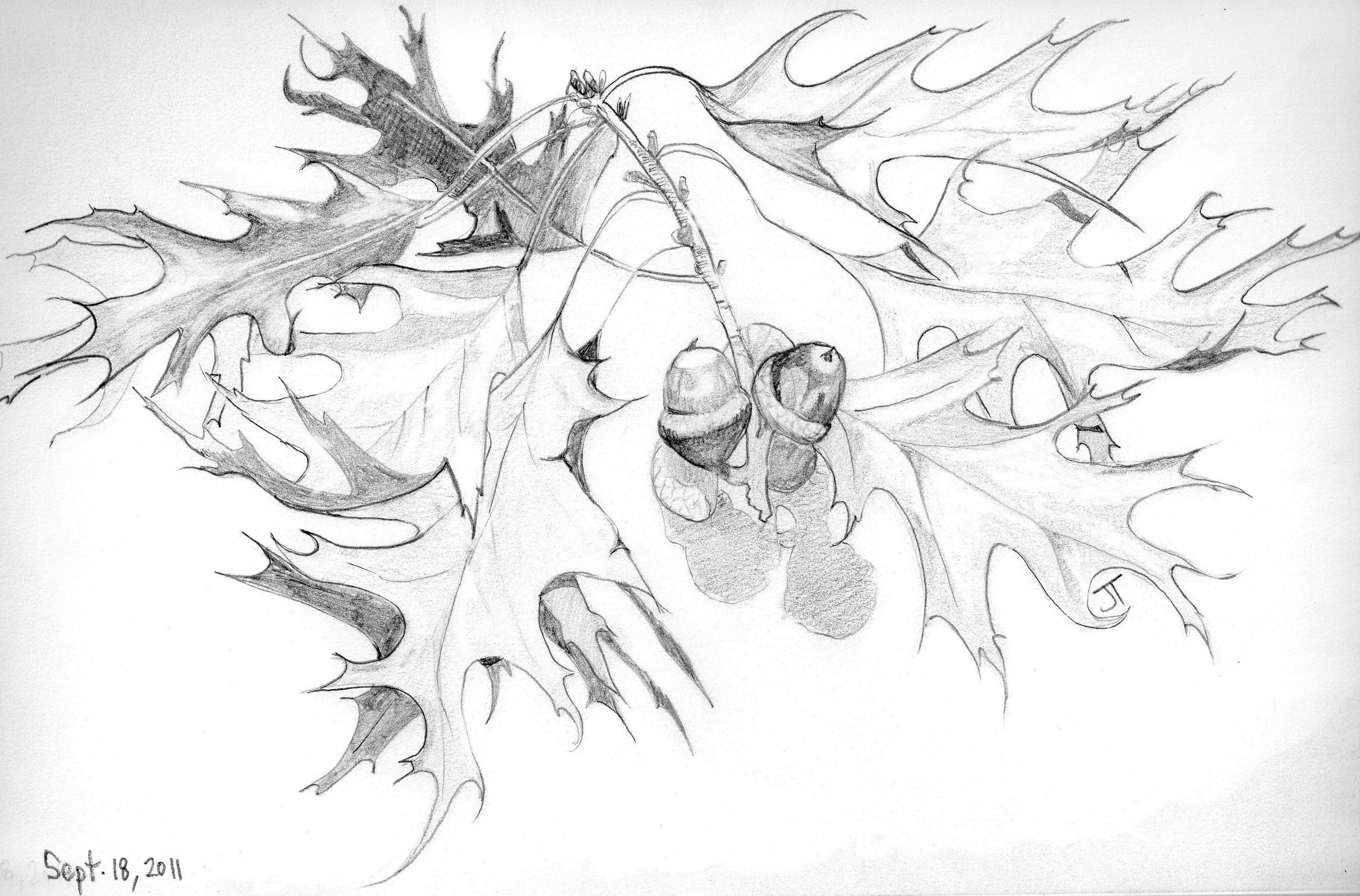 Oak Leaf Line Drawing