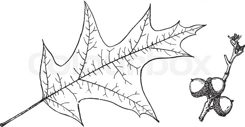 800x415 huge collection of 'oak leaf line drawing' download more than - Oak Leaf Line Drawing