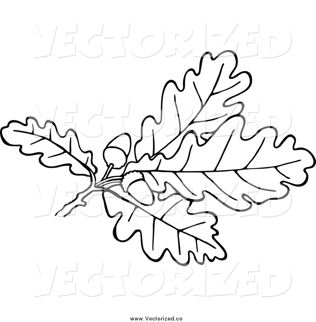 1024x1044 oak leaf border vector - Oak Leaf Line Drawing
