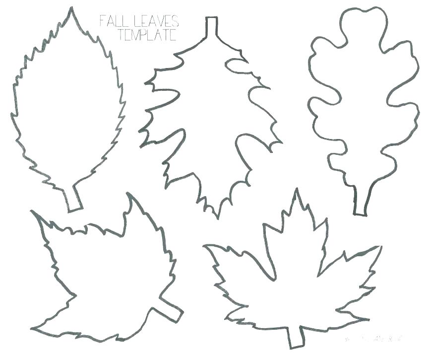 863x725 oak leaf outline free download best on photos of pattern template - Oak Leaf Line Drawing