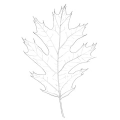 240x240 oak leaf photos, royalty free images, graphics, vectors videos - Oak Leaf Line Drawing